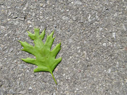 leaf