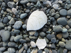 shell